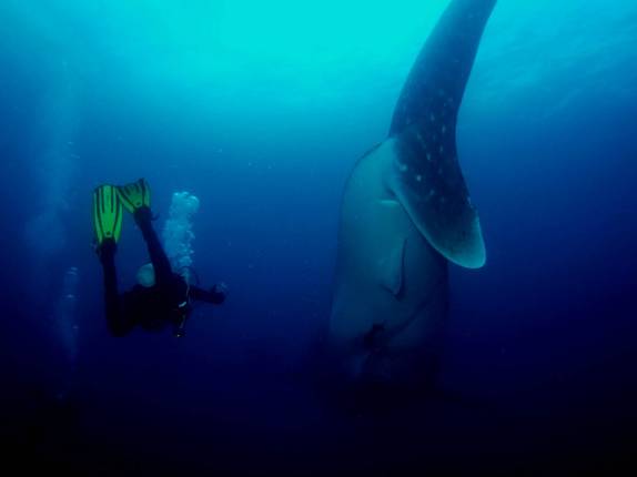 Emocionante encontro com tubarão-baleia em mergulho em Darwin, em Galápagos (foto de Hnning Abheiden)
